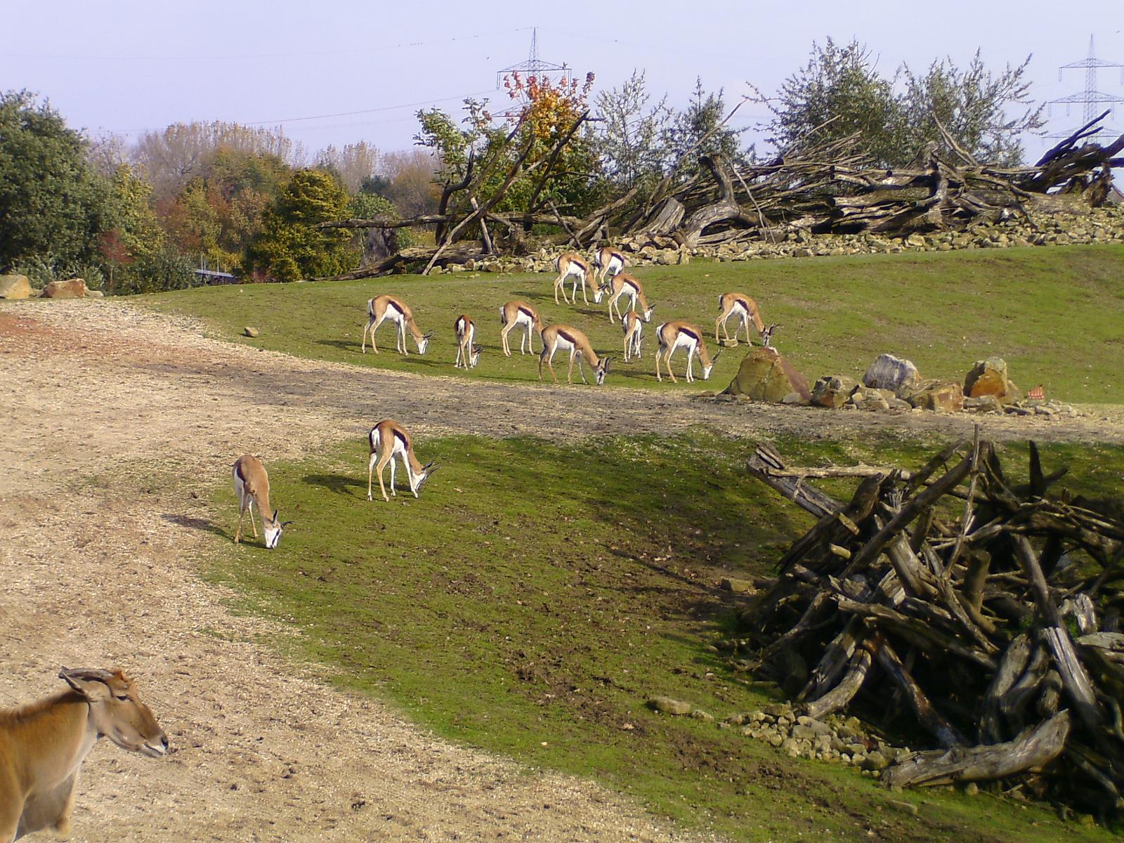 Zoom 18.10.08-106.jpg